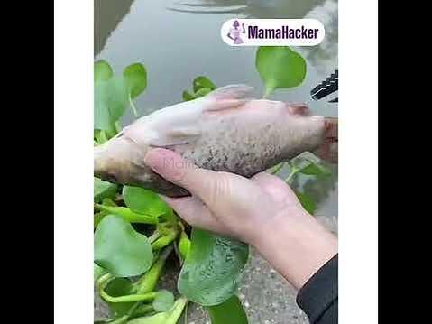 Риба, готова за обработка с FishScale Master, иновативен кухненски уред за бързо почистване на риба от люспи.