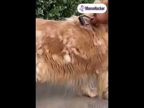 Четка FurMaster в действие на куче - премахване на подкосъм и масаж в домашни условия | Поръчай от MamaHacker.bg